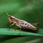 grasshopper, insect, nature-8287919.jpg